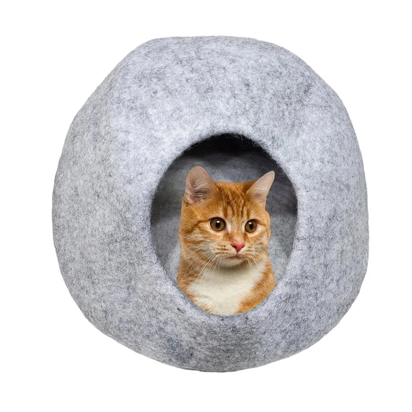 Cat House